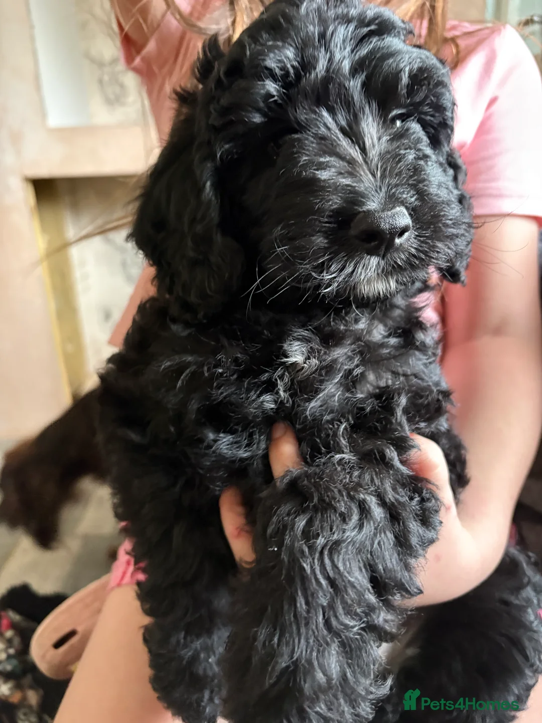 Cockapoo dogs for sale: F1 Cockapoo puppies  - Advert 2