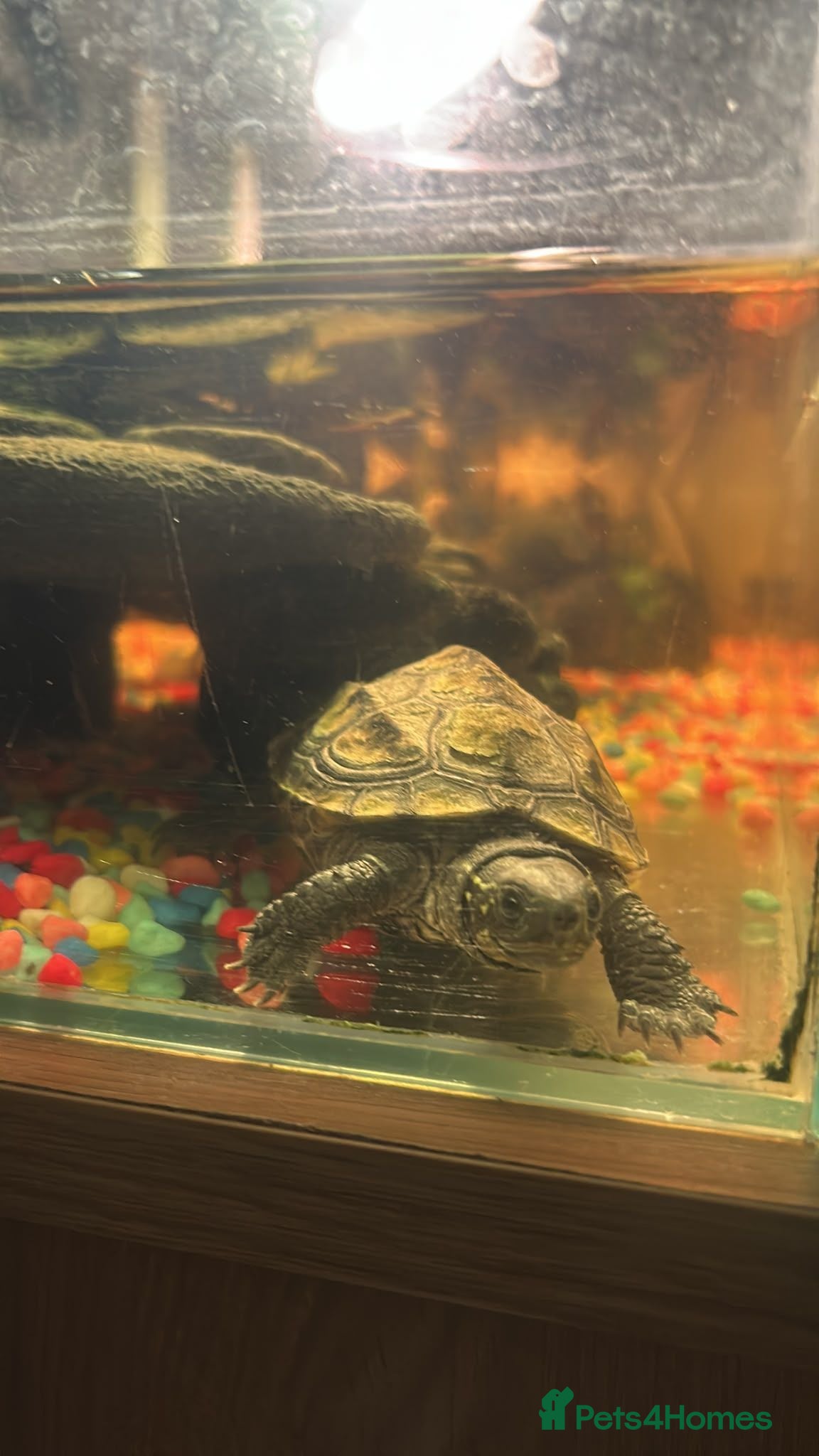 Turtle reptiles Reeves turtle - Advert 1