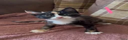 Mixed Breed cats for sale: 7 beautiful kittens  - Advert 8