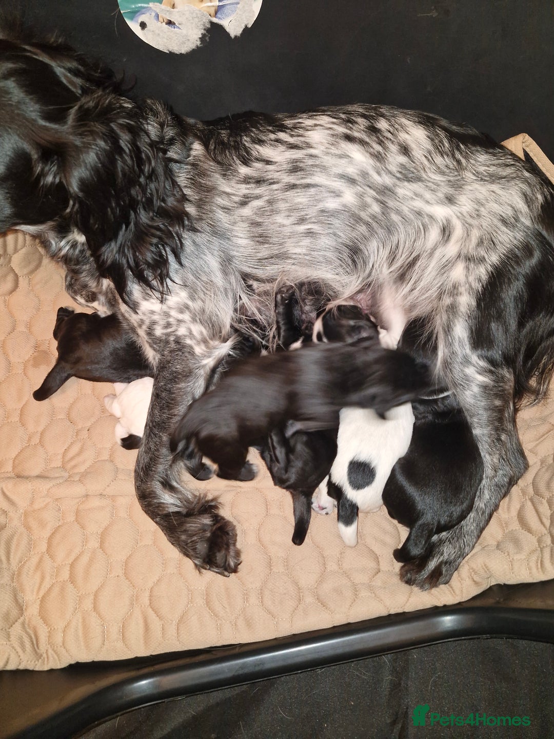 Sprocker dogs for sale: Beautiful sprocker pups - Image 13