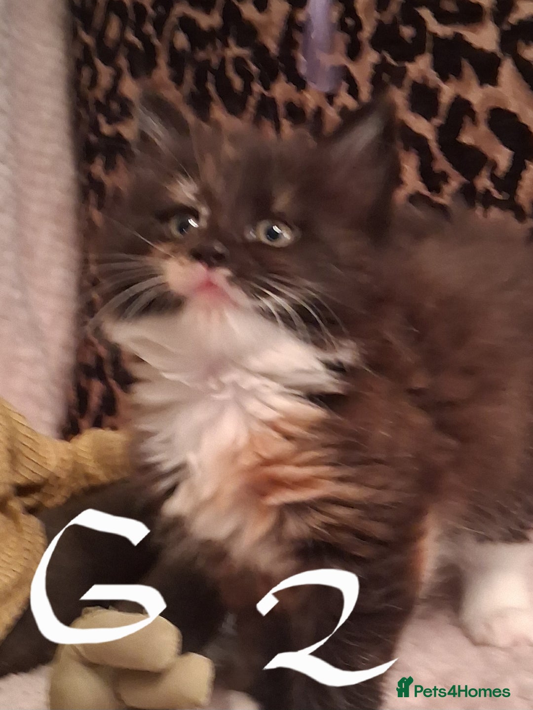 Maine Coon cats for sale: Beautiful Maine Coon kittens  - Advert 15