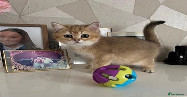 Scottish Fold cats - Advert 4