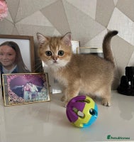 Scottish Fold cats - Advert 4