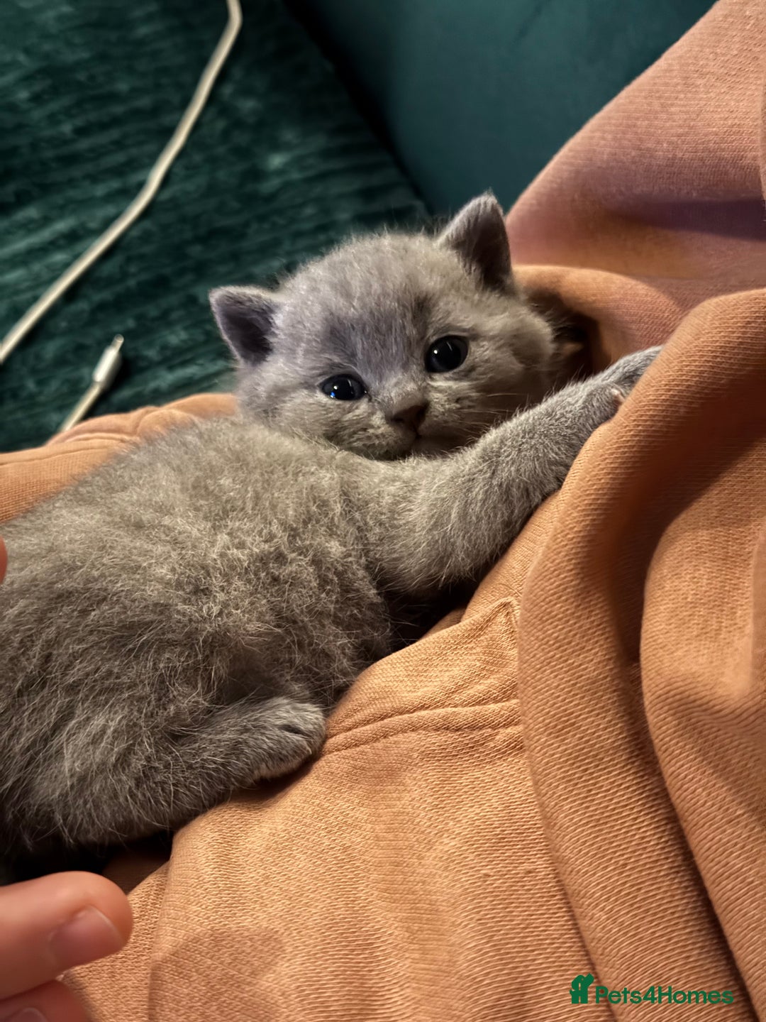 British Shorthair cats for sale: 3 beautiful British Shorthair Kittens  - Advert 12