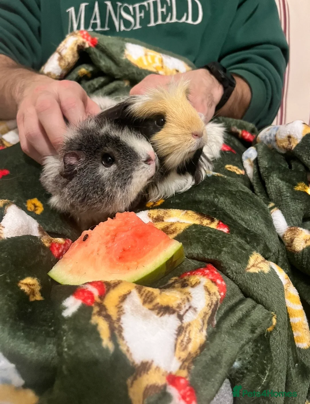 Guinea Pig rodents for sale: Two lovely female guinea pigs  in Ilfracombe - Advert 2