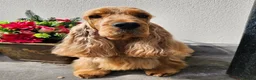 Cocker Spaniel dogs for sale: Show Cocker Spaniel - Top Quality - Advert 3
