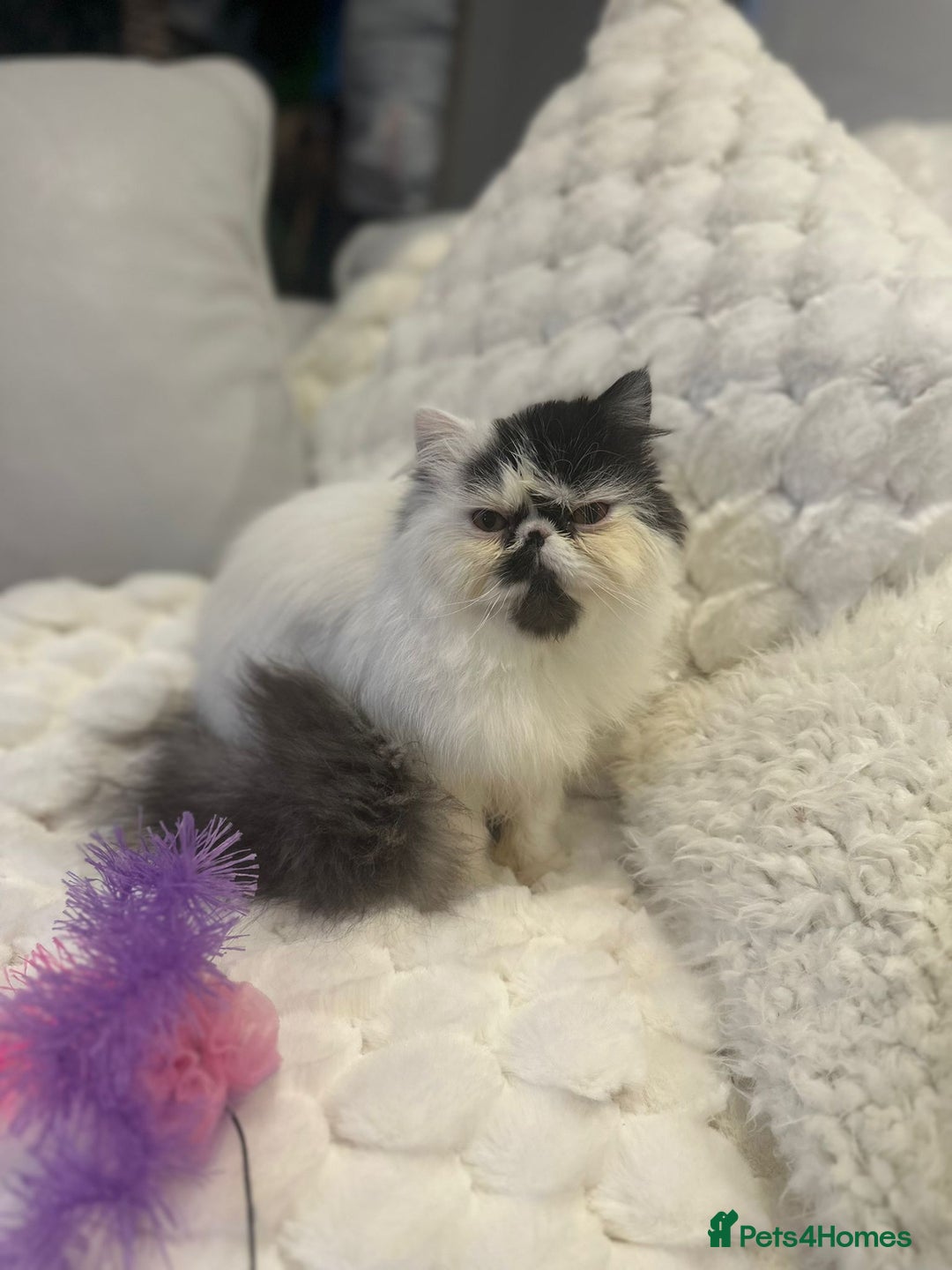 Persian cats for sale: Persian kitten  - Advert 1