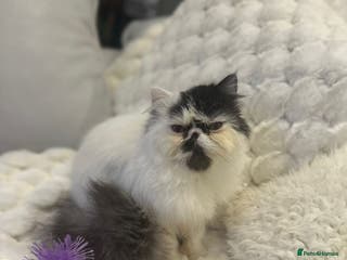 Persian cats Persian kitten - Advert 12