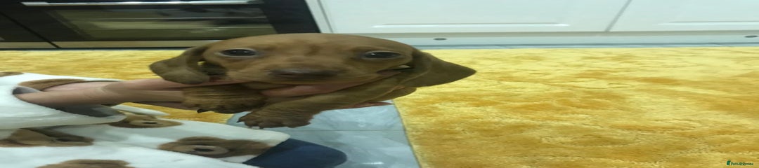 Miniature Dachshund Puppy 1