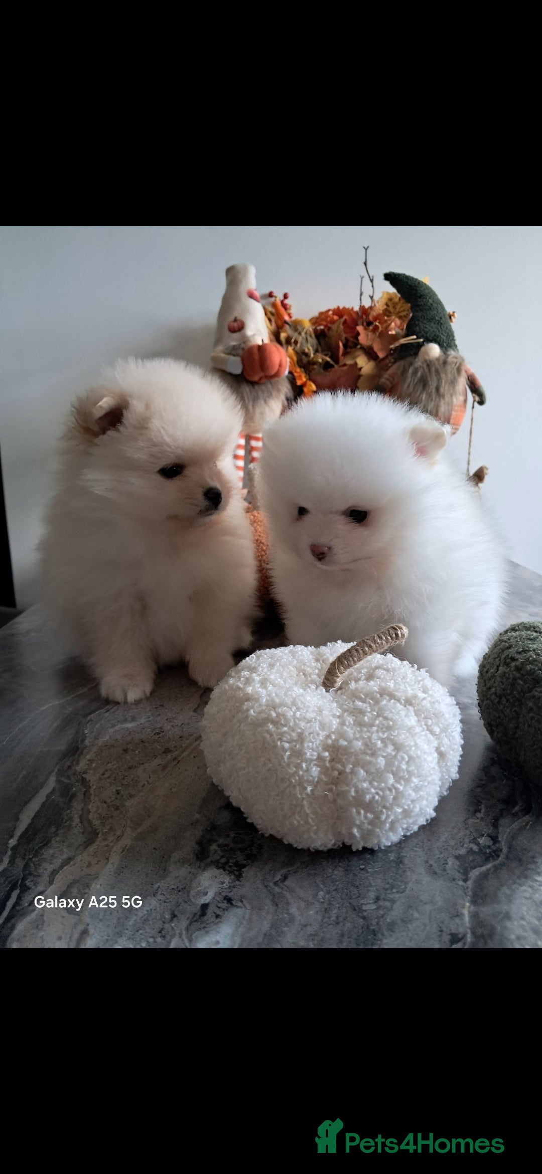 Pomeranian dogs for sale: Handsome Pomeranian - Image 16