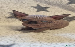 Sphynx cats for sale: Canadian sphynx - Image 1