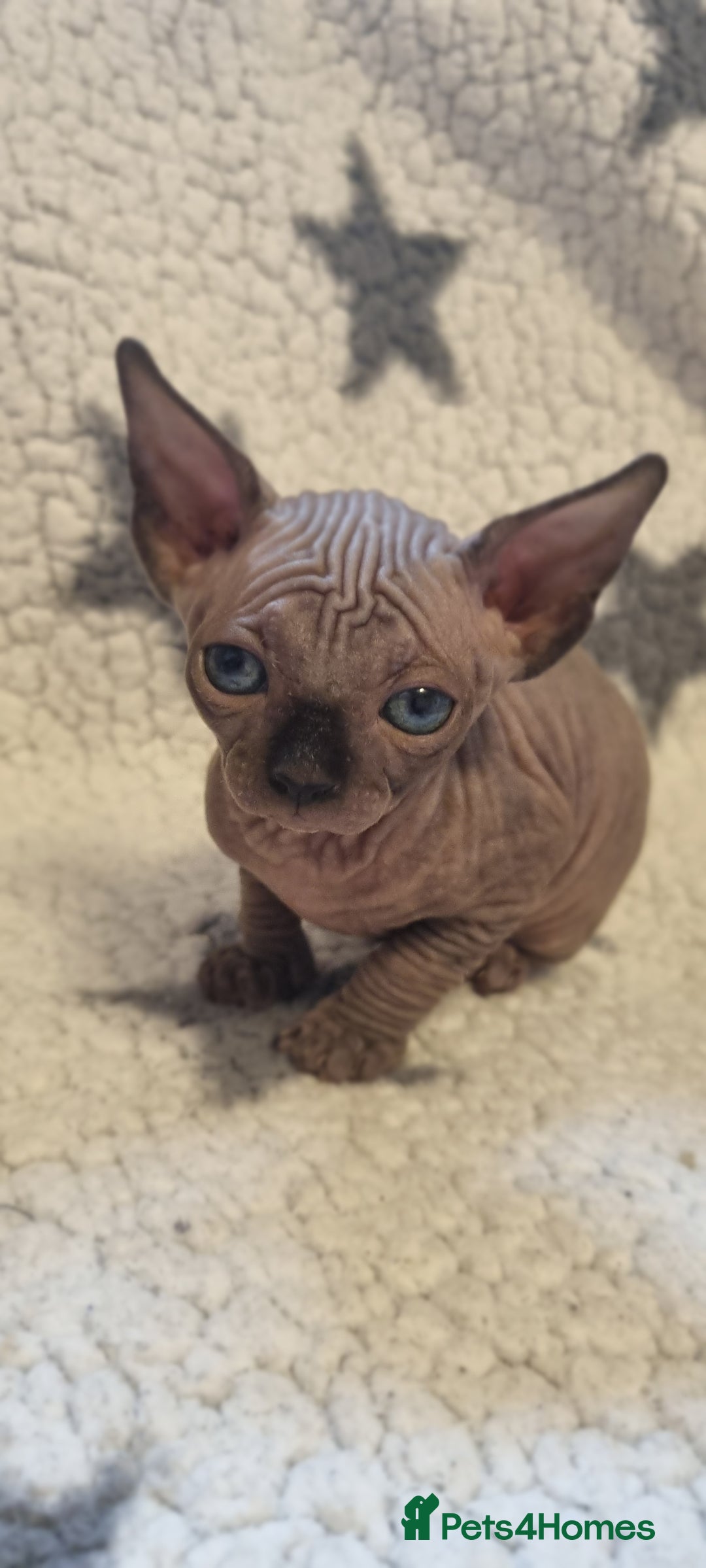 Sphynx cats for sale: Canadian sphynx - Image 1