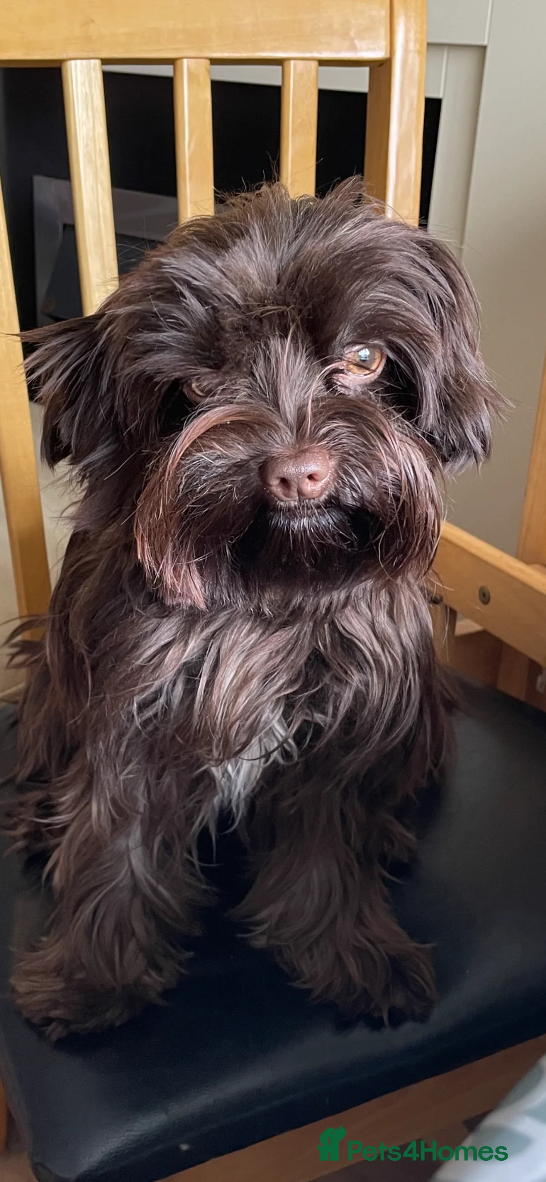 Yorkshire Terrier dogs for sale: Yorkshire/beiwer terrier puppies  - Advert 2