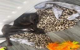 Mixed Breed dogs for sale: Hunter  - Advert 4