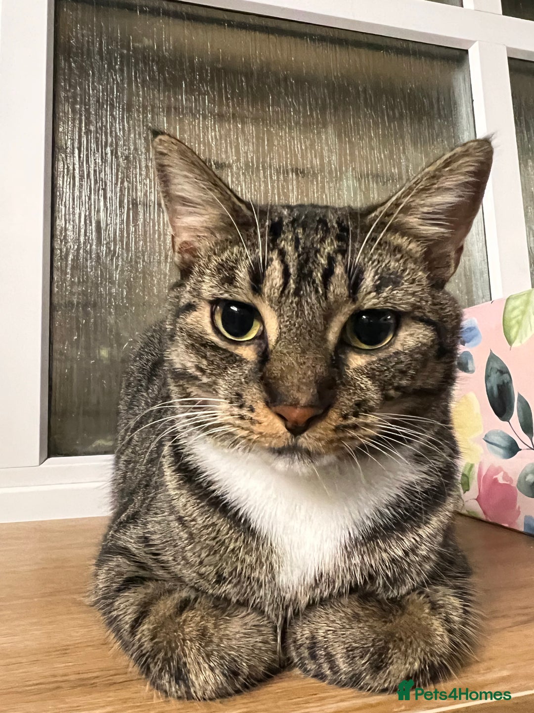 Domestic Shorthair cats for sale: Free Rehome 10 cats - Advert 2