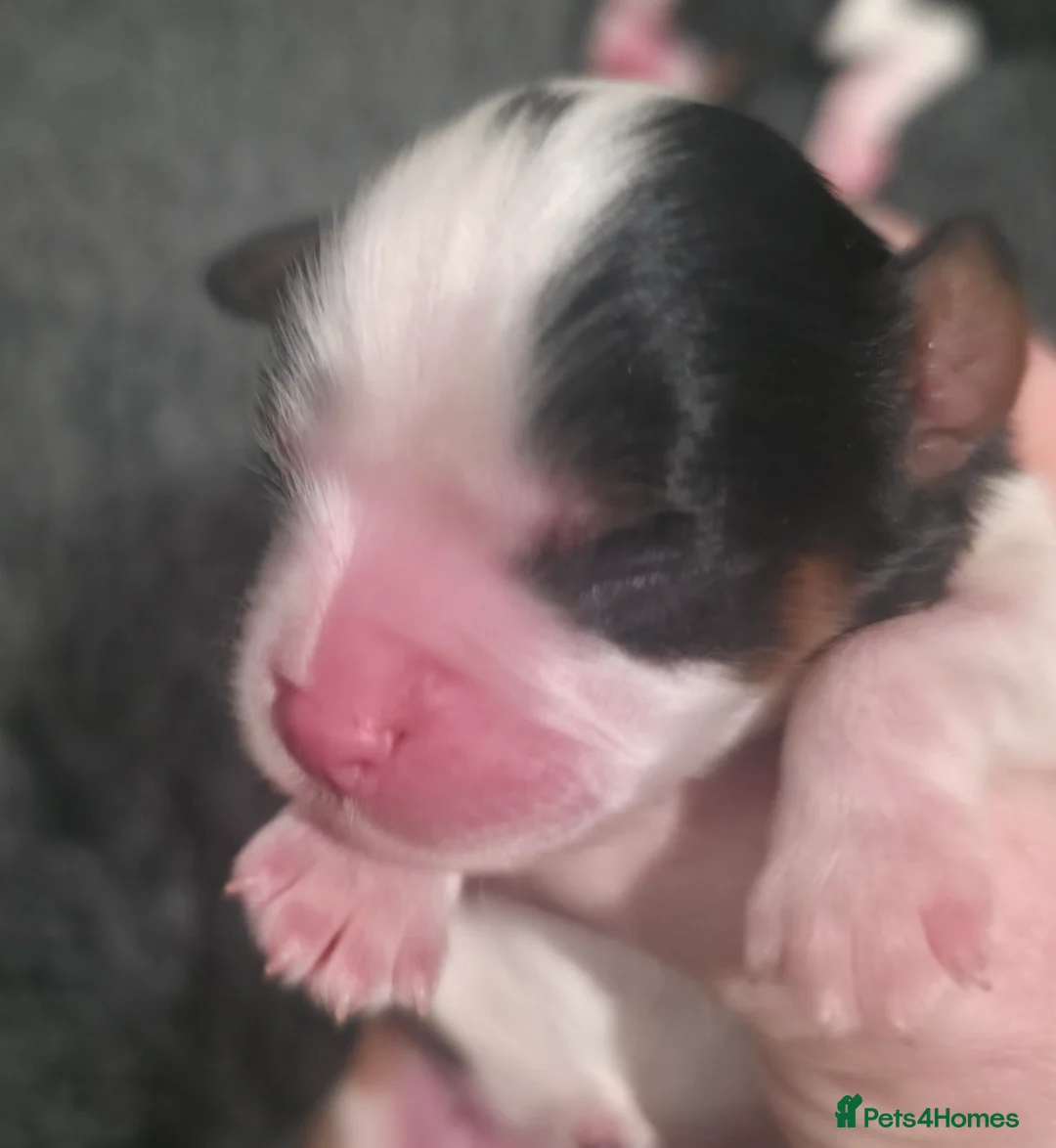 Cavalier King Charles Spaniel dogs for sale: KC Cavalier King Charles puppies - Advert 14