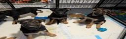 German Shepherd dogs for sale: **REDUCED**Beautiful German Shepherd Pups - Advert 10