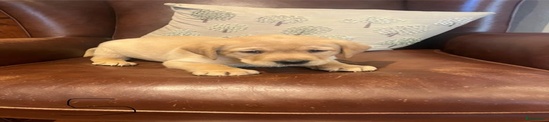 Labrador Retriever Puppy 5