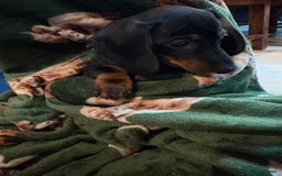 Dachshund dogs for sale: 5 stunning Dachshund puppies - Image 1
