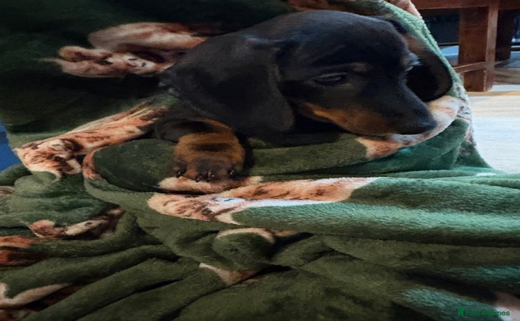 Dachshund dogs - Advert 10