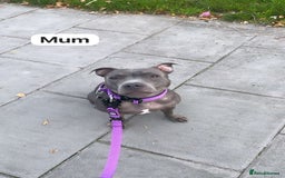 Staffordshire Bull Terrier dogs for sale:   Champion-KC.Reg.Blue Staffordshire Bull Terrier  - Image 5