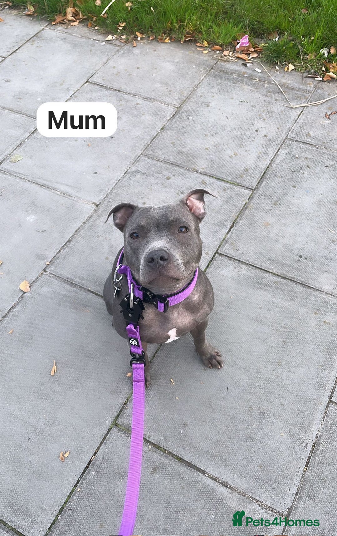 Staffordshire Bull Terrier dogs for sale:   Champion-KC.Reg.Blue Staffordshire Bull Terrier  - Image 5