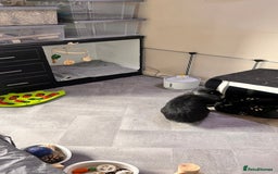 Mini Lion Lop rabbits for sale: 1 Year Old Neutered Male Mini Lionhead Rabbit  - Image 5