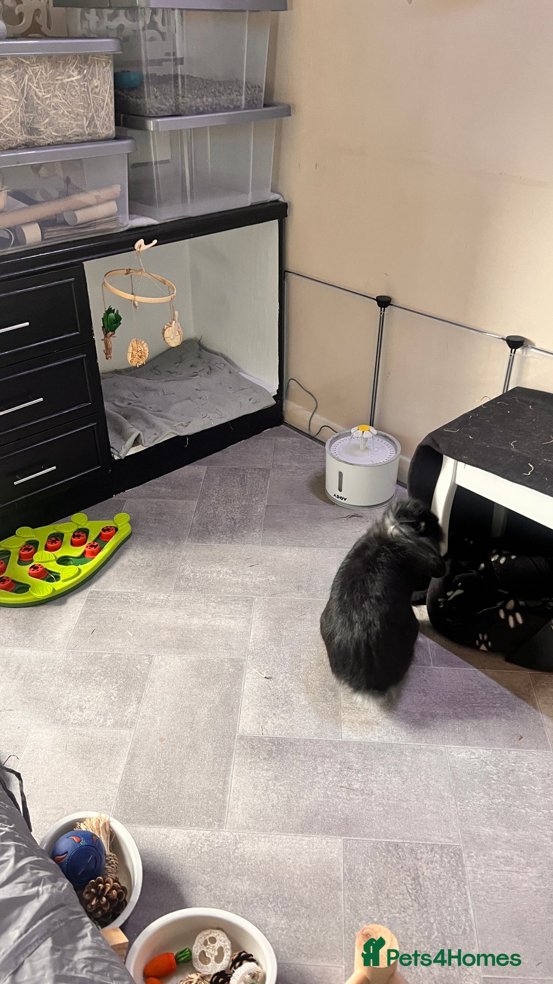 Mini Lion Lop rabbits for sale: 1 Year Old Neutered Male Mini Lionhead Rabbit  - Image 5