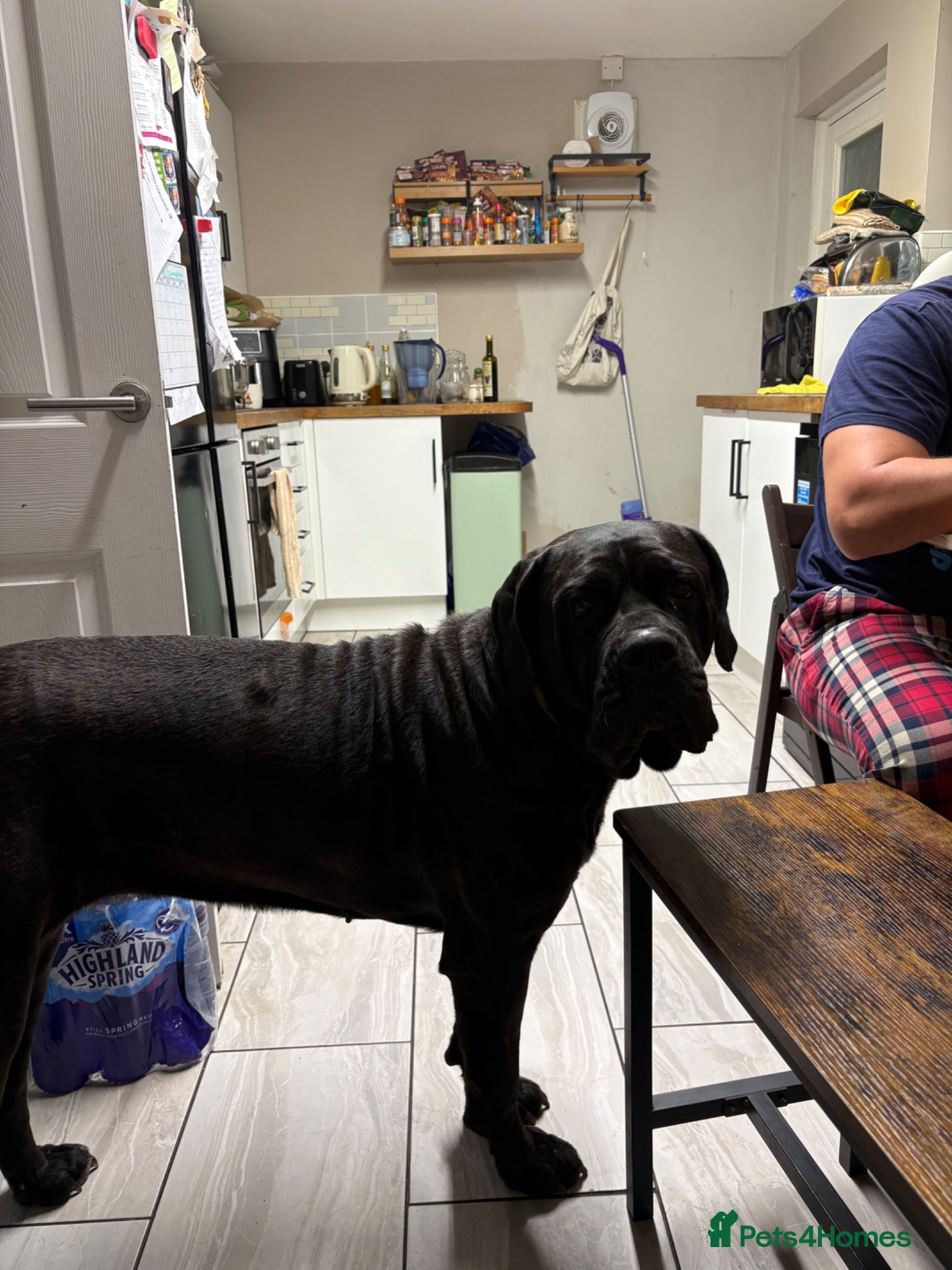 Cane Corso dogs Cane corso  - Advert 17