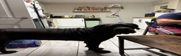 Cane Corso dogs for sale: Cane corso  in Hemel Hempstead - Advert 2