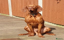 Hungarian Vizsla dogs for stud: Hungarian Vizsla stud in Warrington - Image 2