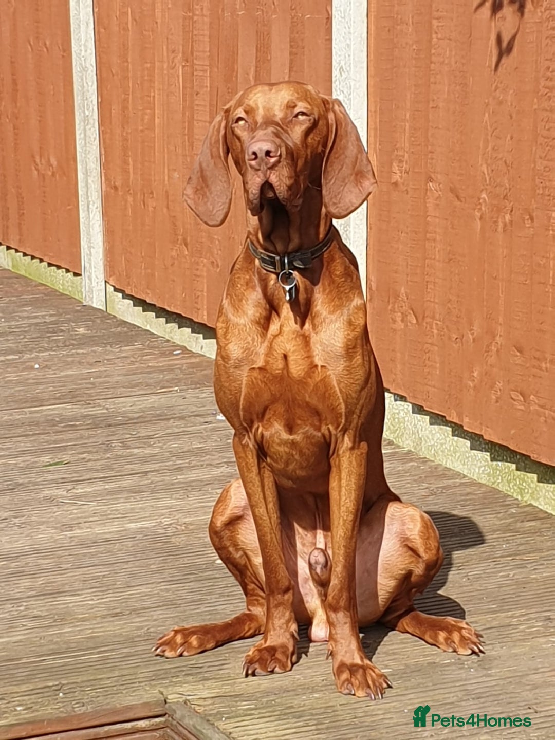 Hungarian Vizsla dogs for stud: Hungarian Vizsla stud in Warrington - Image 2