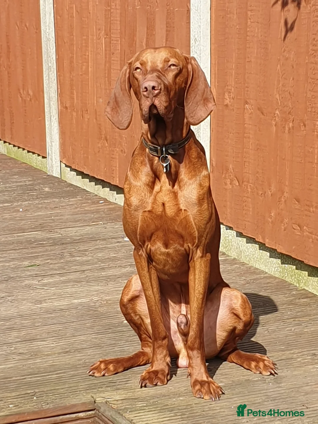 Hungarian Vizsla dogs for stud: Hungarian Vizsla stud in Warrington - Advert 2