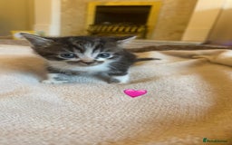 Mixed Breed cats for sale:  Beautiful Mixed-Breed Kittens🐾 - Image 2