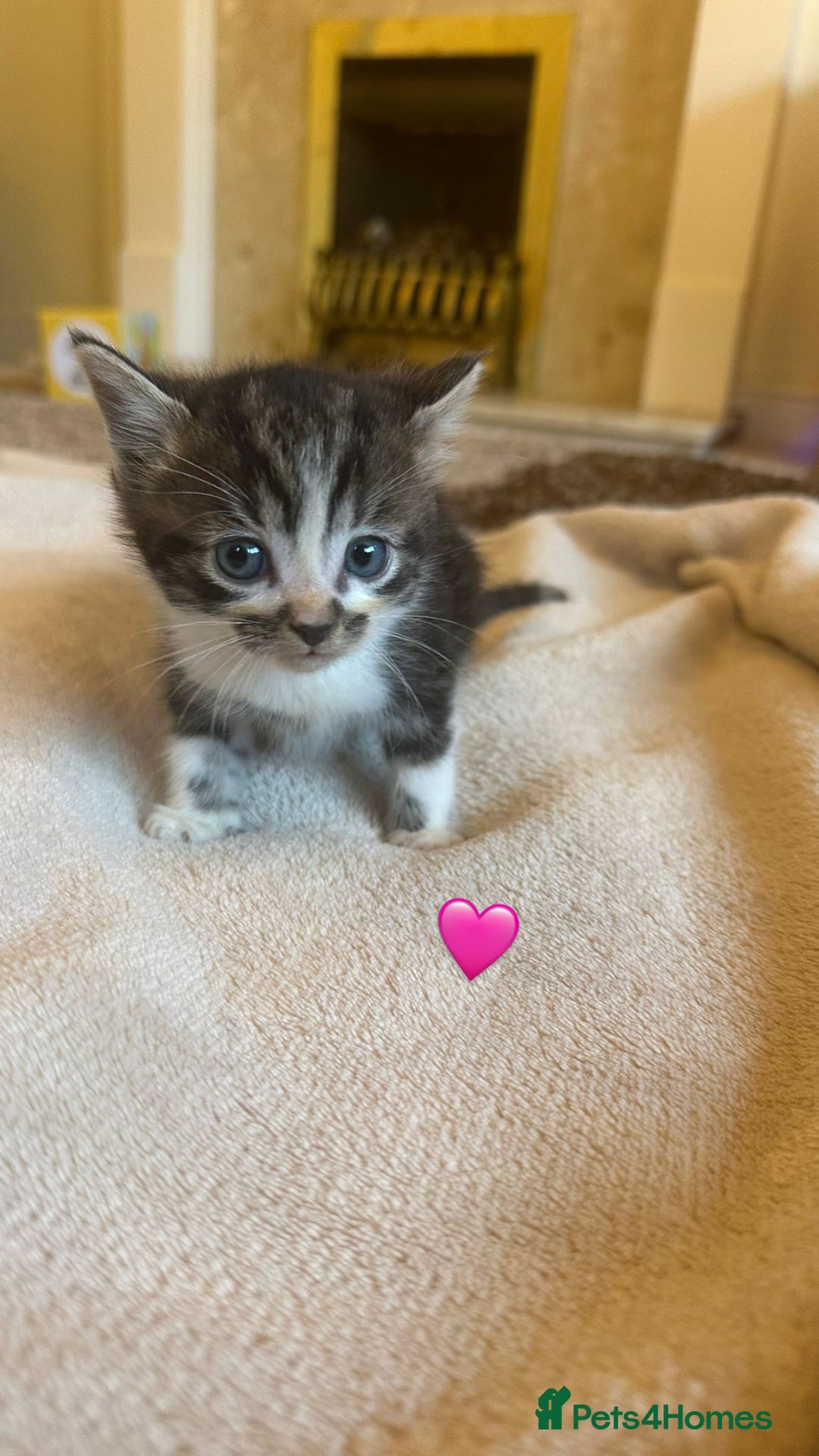 Mixed Breed cats for sale:  Beautiful Mixed-Breed Kittens🐾 - Image 2