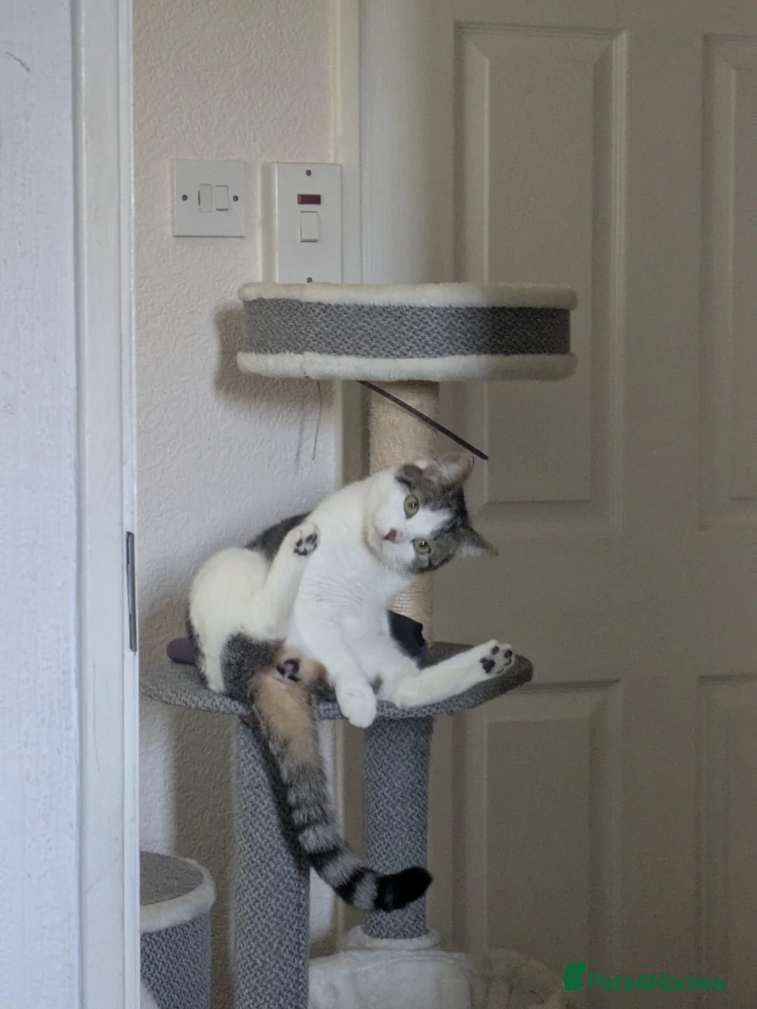 Domestic Shorthair cats for sale: Eden and Rayne - Advert 4