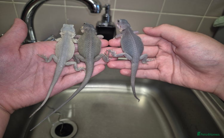 Bearded Dragon reptiles - Advert 11