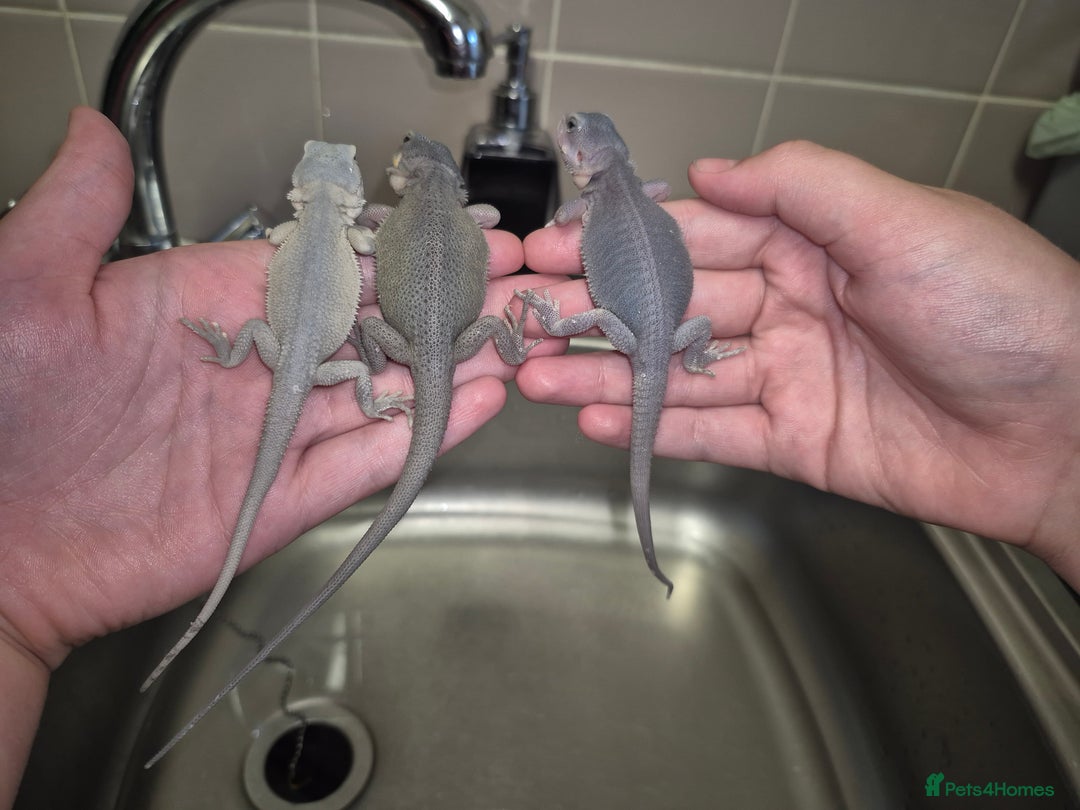 Bearded Dragon reptiles for sale: Baby bearded  dragons  - Image 1