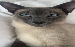 Siamese cats for sale: Human Toilet Trained! Exquisite Siamese Kittens - Image 40