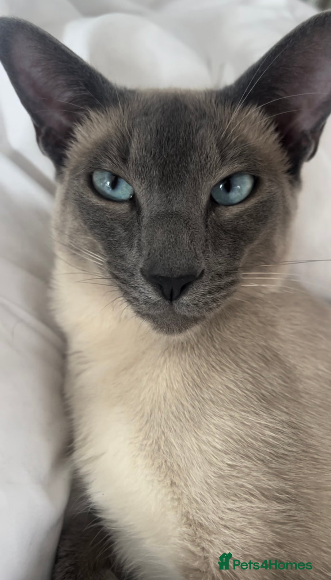 Siamese cats for sale: Human Toilet Trained! Exquisite Siamese Kittens - Image 40