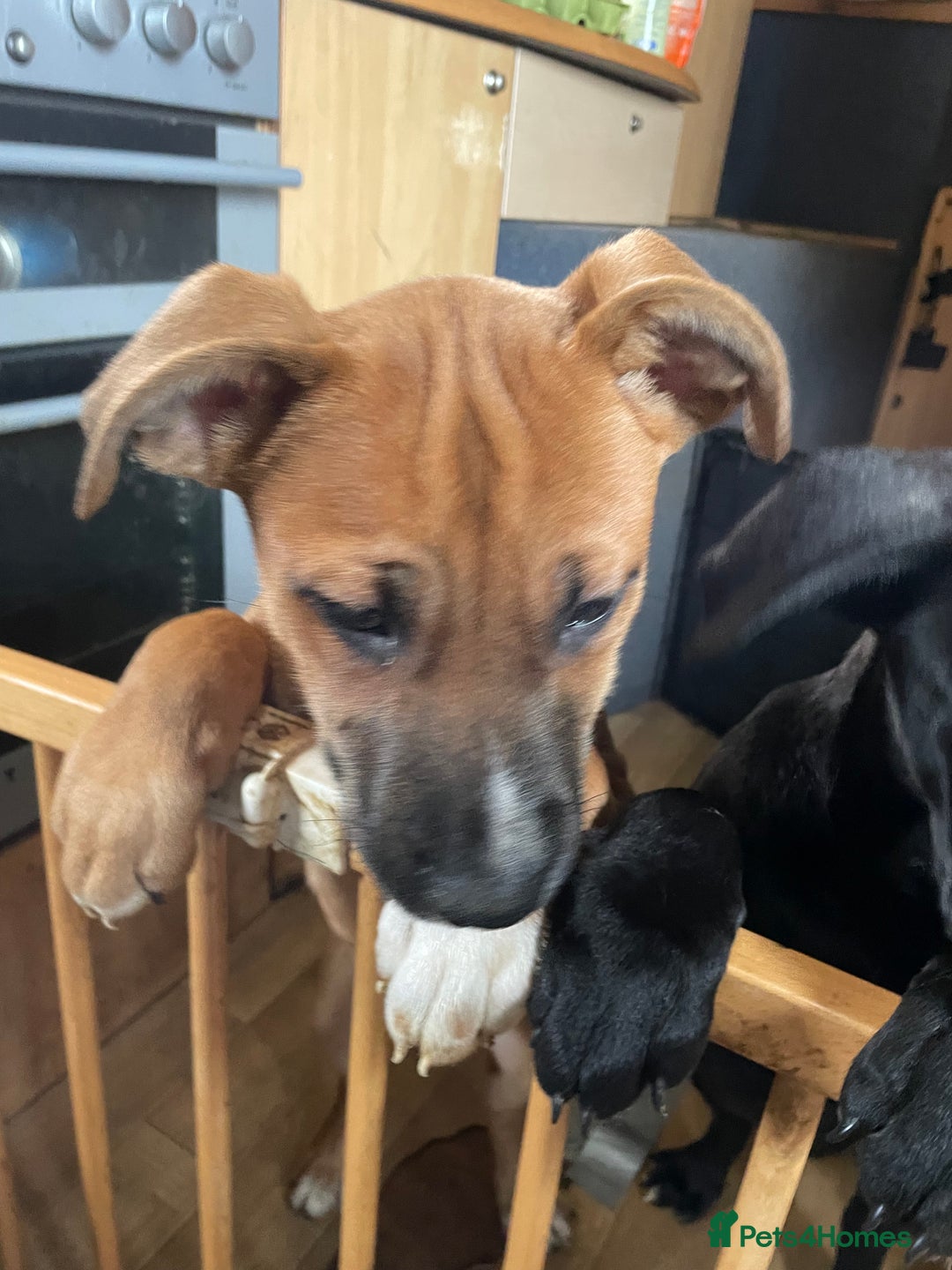 Mixed Breed dogs for sale: Male Bull Herder puppy - Advert 3