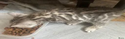 Bengal cats for sale: Bengal kittens  - Advert 7