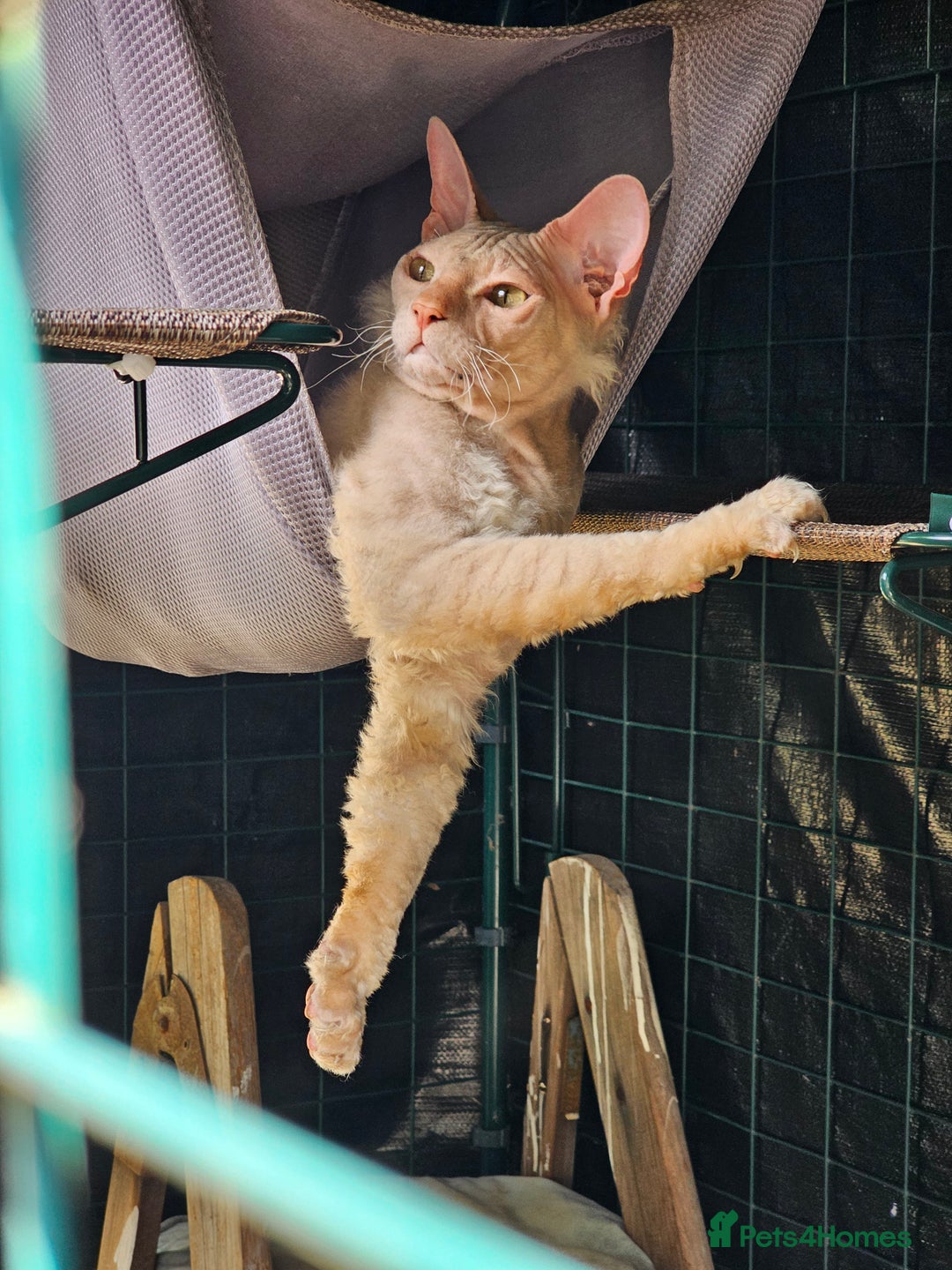 Siamese cats for sale: Siamese X Sphynx kittens - Advert 26