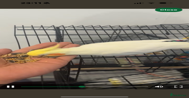 Cockatiels birds - Advert 1