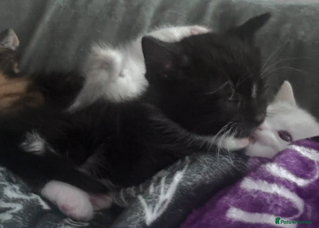 Mixed Breed cats for sale: Mixed breed kitten. Part Ragdoll - Advert 4