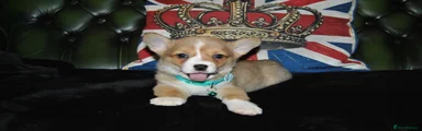 Welsh Corgi Pembroke Puppy 1