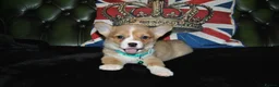 Welsh Corgi Pembroke dogs for sale: Are Beautiful Girls Storm/Darling/Petal - Advert 35