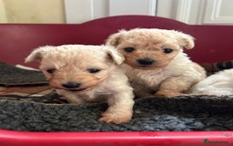 Mixed Breed dogs for sale: Gorgeous Bichon Frise x Maltese Puppies - Image 15