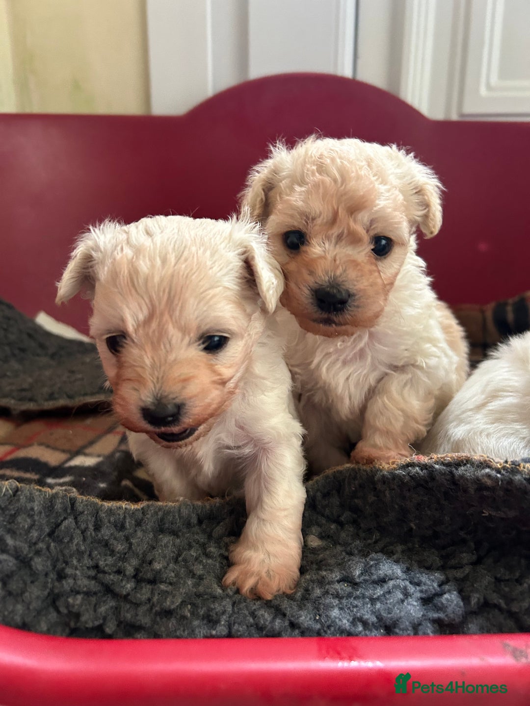 Mixed Breed dogs for sale: Gorgeous Bichon Frise x Maltese Puppies - Image 15