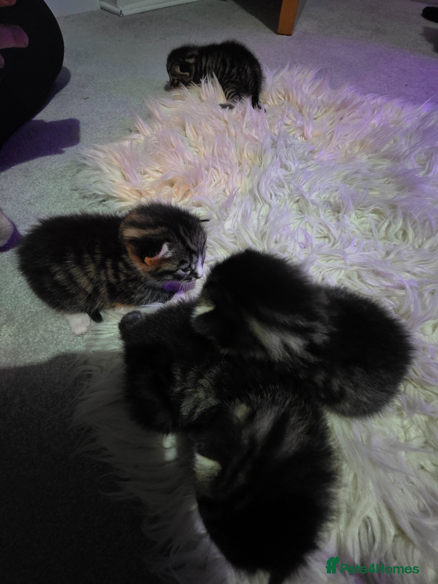 Mixed Breed cats for sale: Bengal mix in Margate - Advert 3